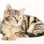 读者「显示器左边的猫」的圆形头像，屏幕微光中的猫耳轮廓